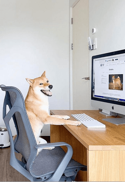 A happy shiba on a cosm chair.